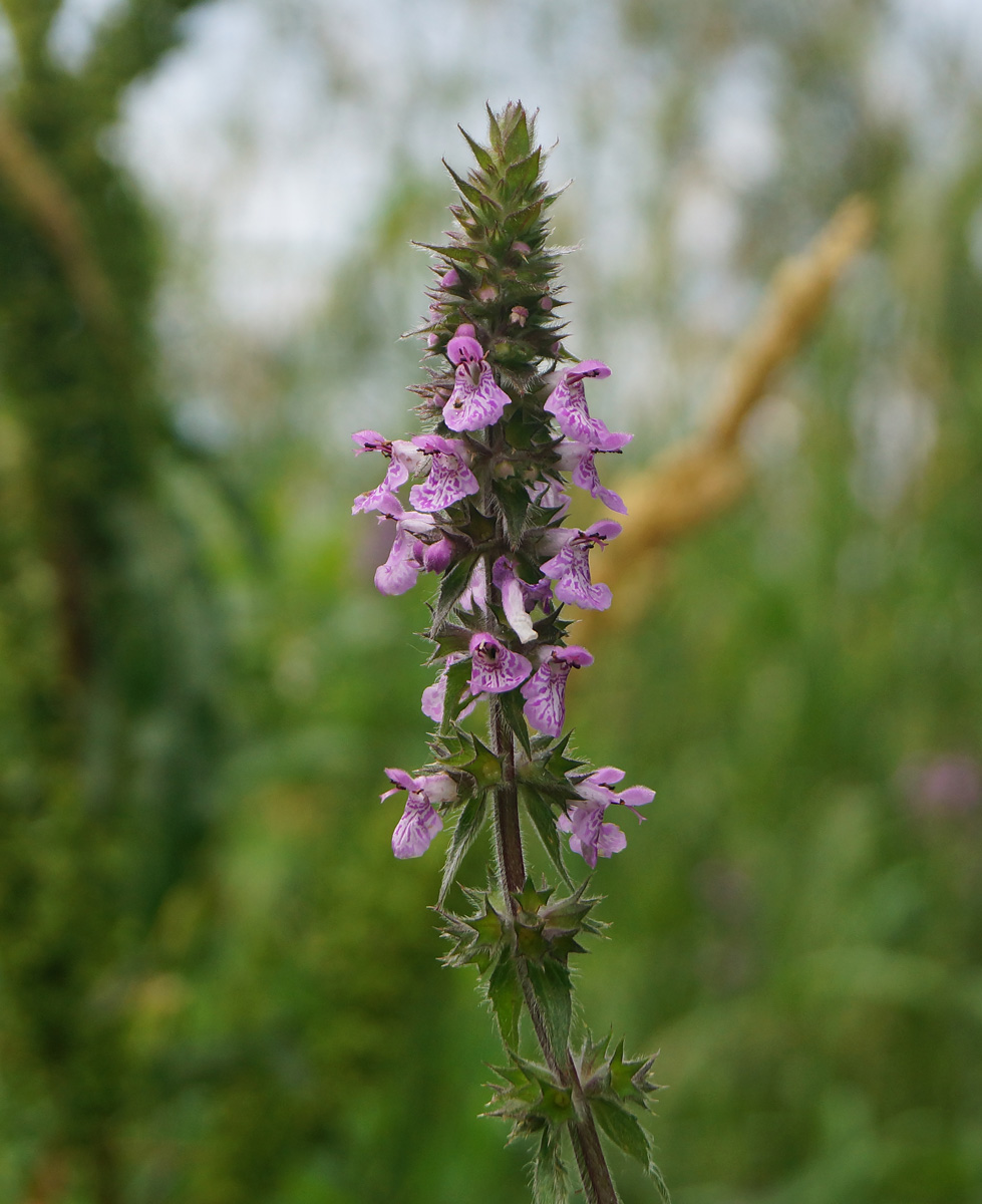 Изображение особи Stachys palustris.