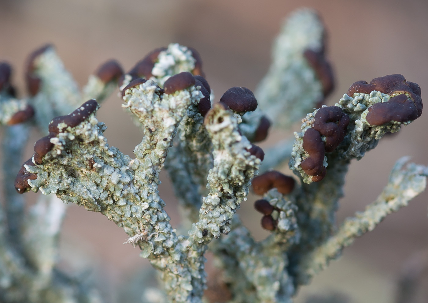 Изображение особи Cladonia cariosa.