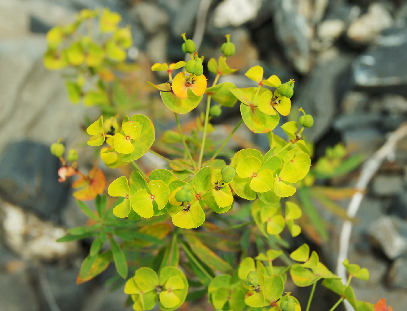 Изображение особи Euphorbia borealis.