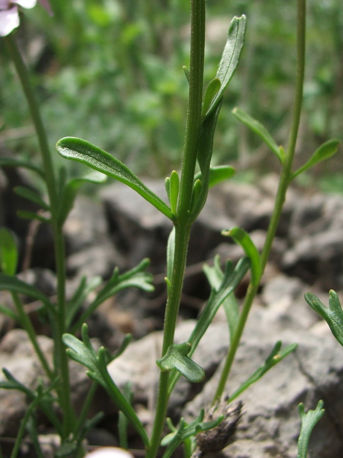 Image of Iberis simplex specimen.