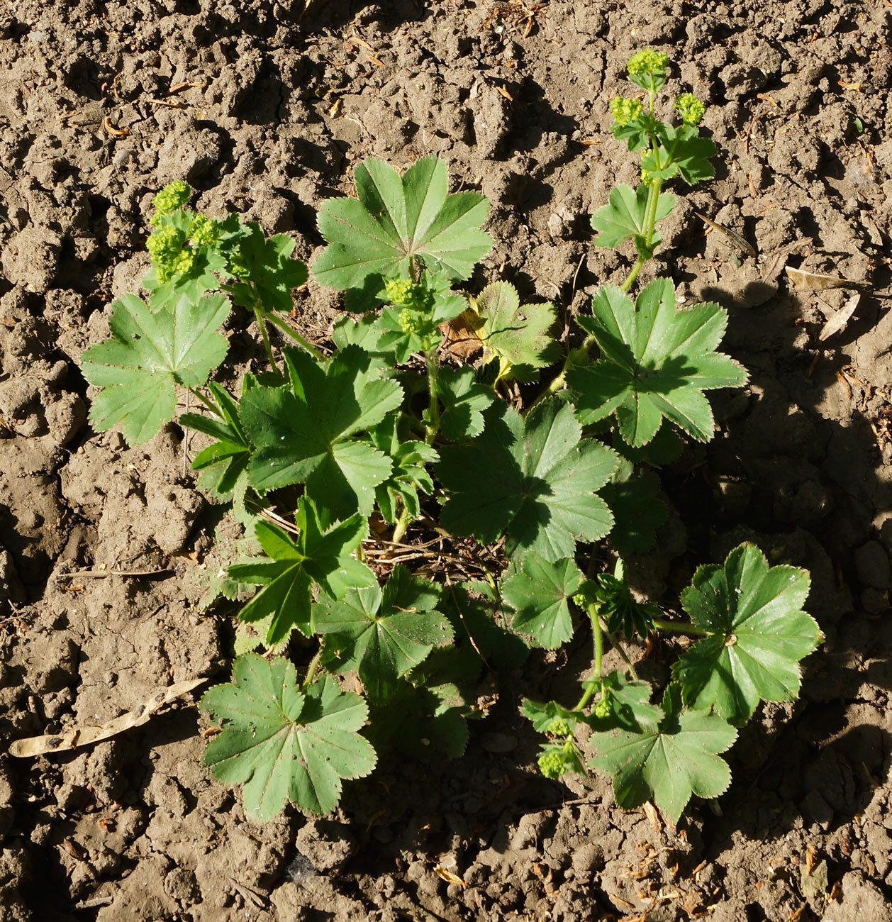 Image of Alchemilla xanthochlora specimen.