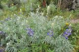 Lupinus mutabilis. Цветущее растение. Перу, регион Куско, археологический парк «Писак». 12.03.2014.