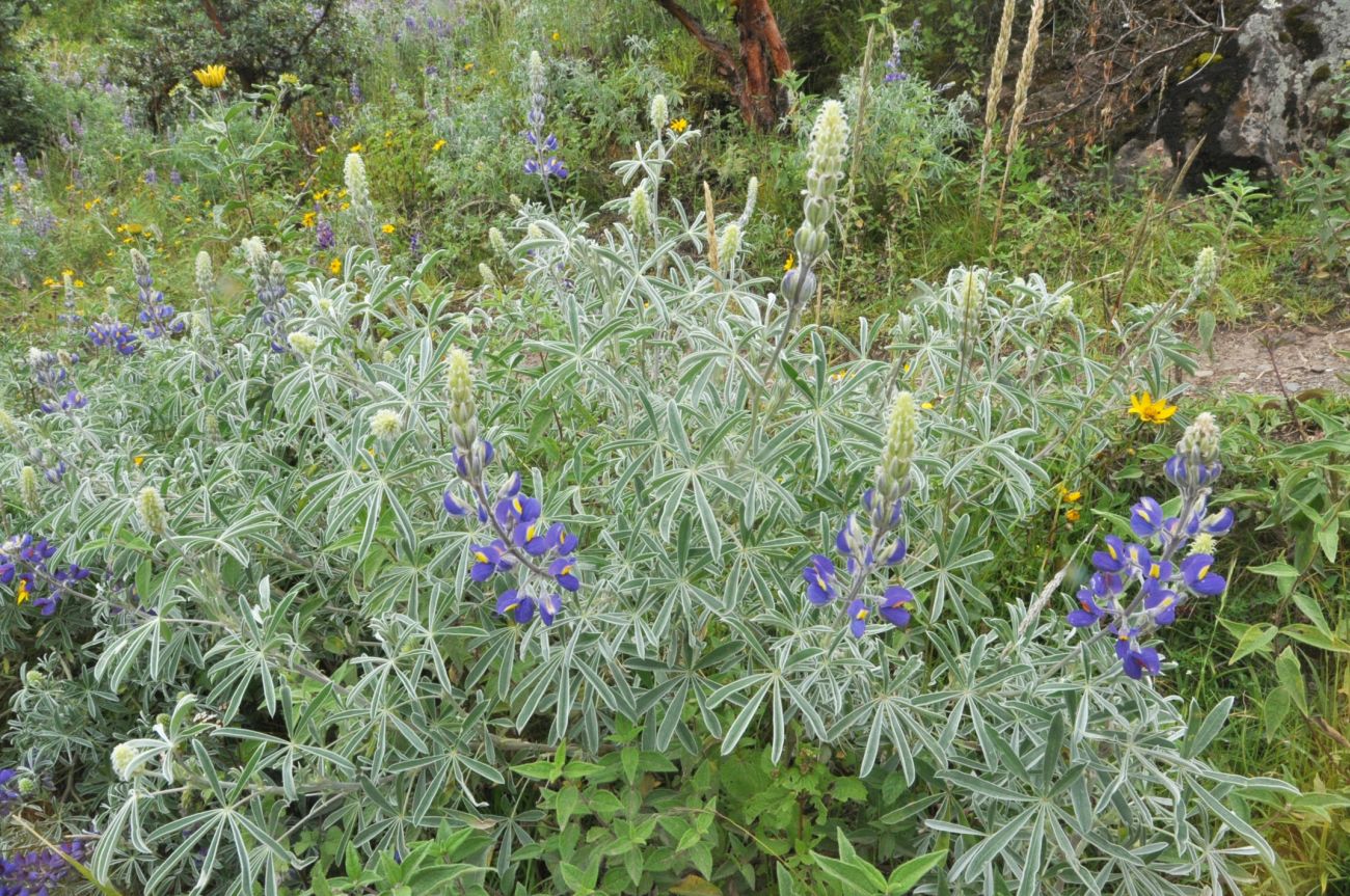 Image of Lupinus mutabilis specimen.