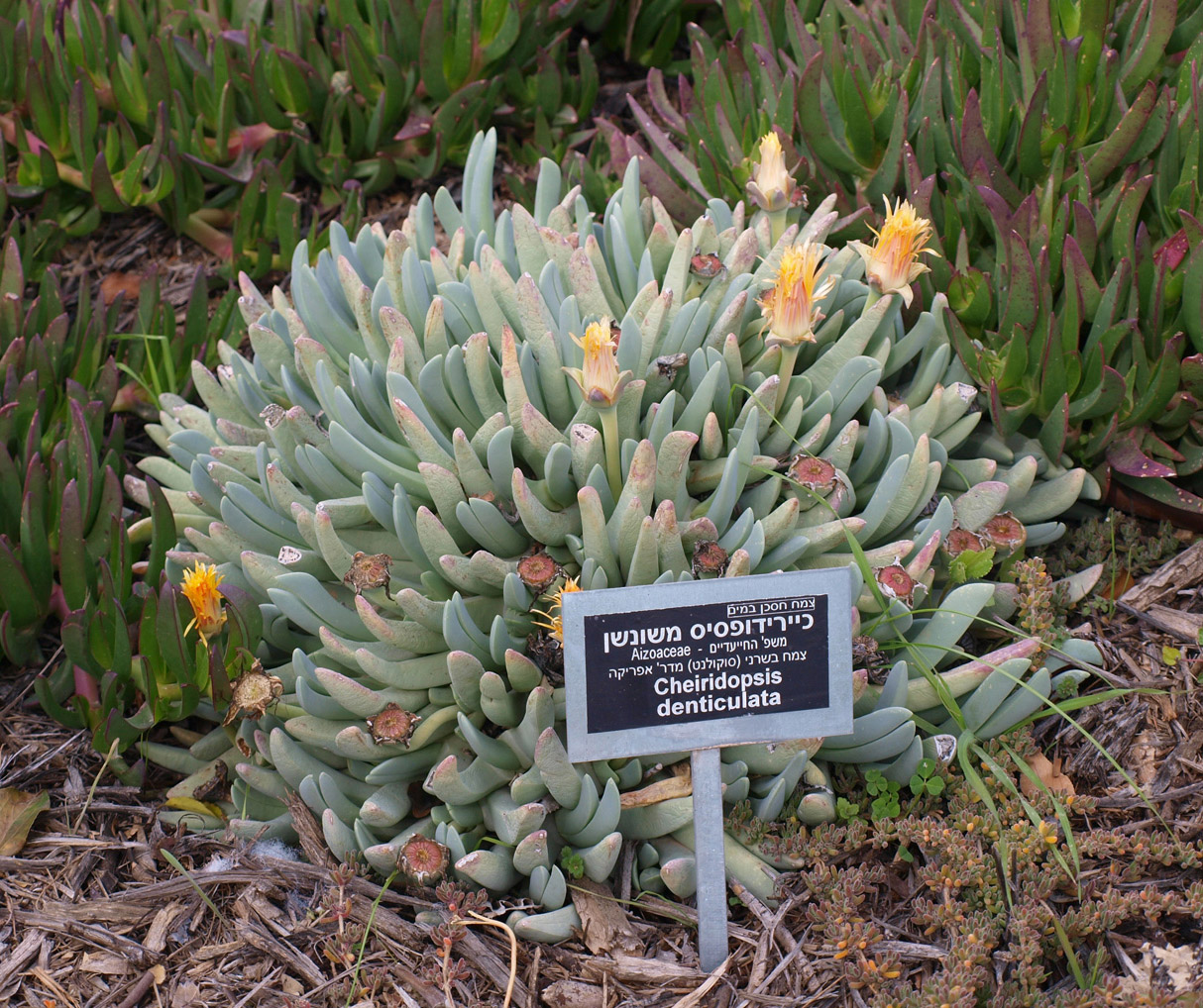 Изображение особи Cheiridopsis denticulata.
