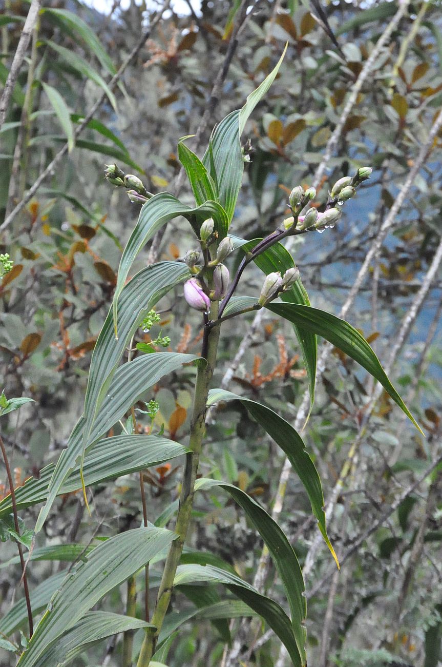 Изображение особи Sobralia dichotoma.