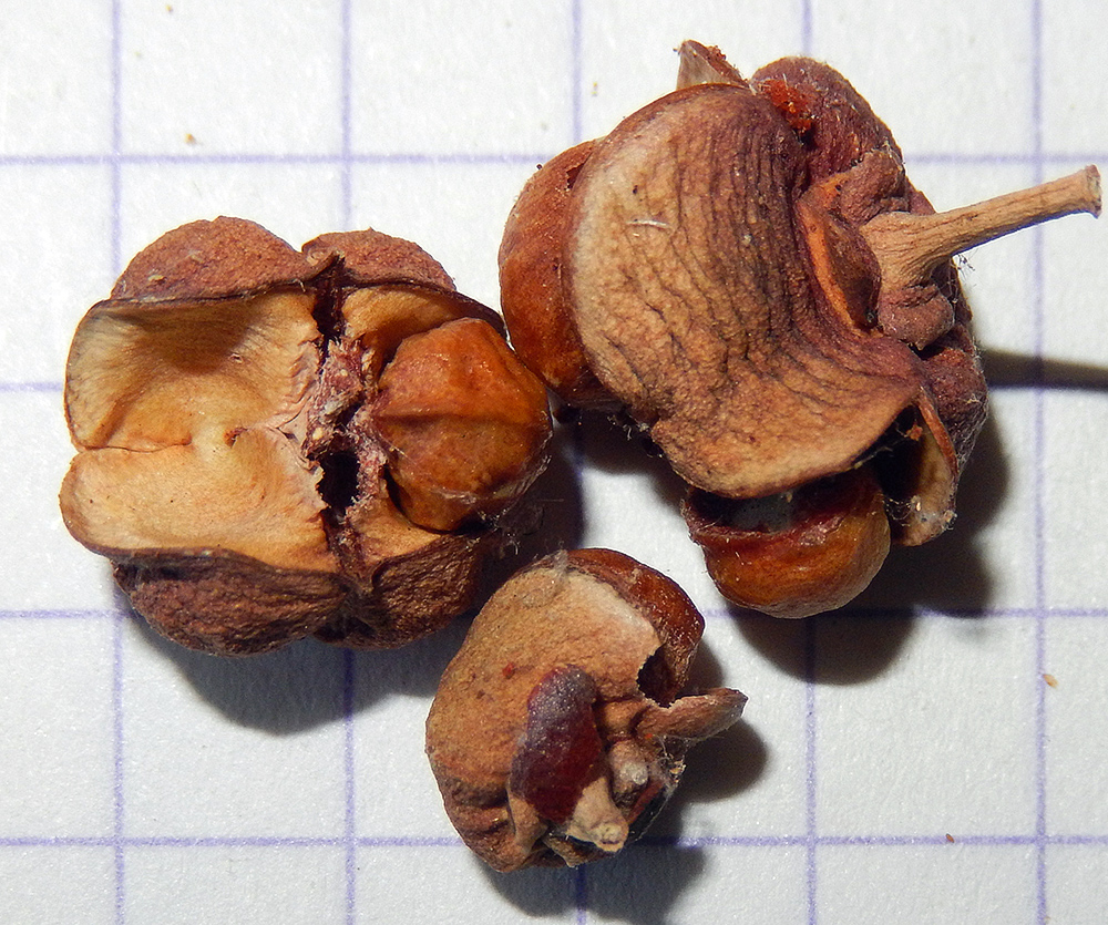Image of Euonymus japonicus specimen.