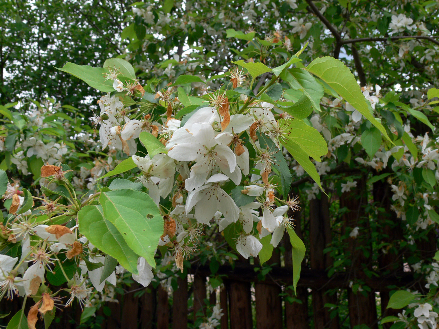 Image of Malus baccata specimen.