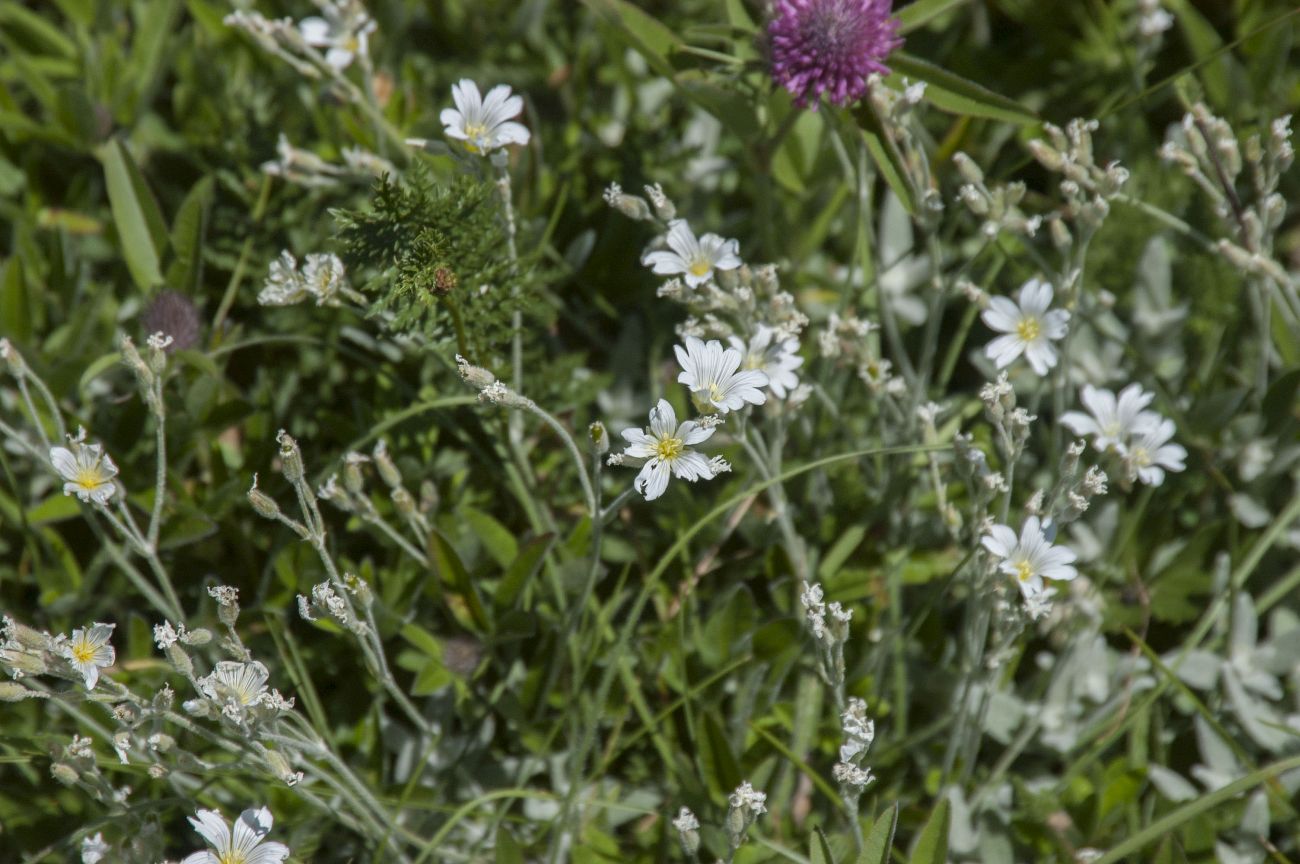 Изображение особи Cerastium biebersteinii.