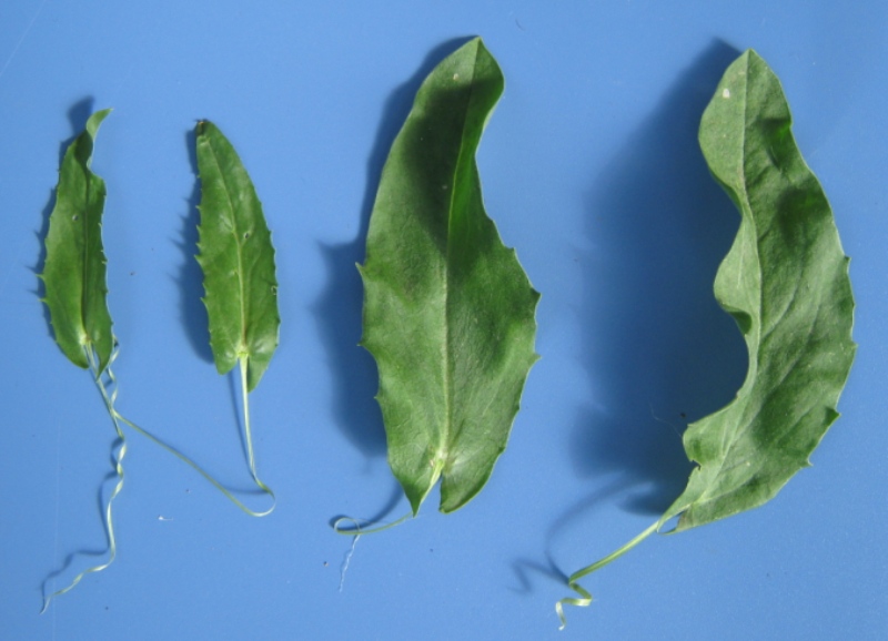 Image of Cardaria draba specimen.