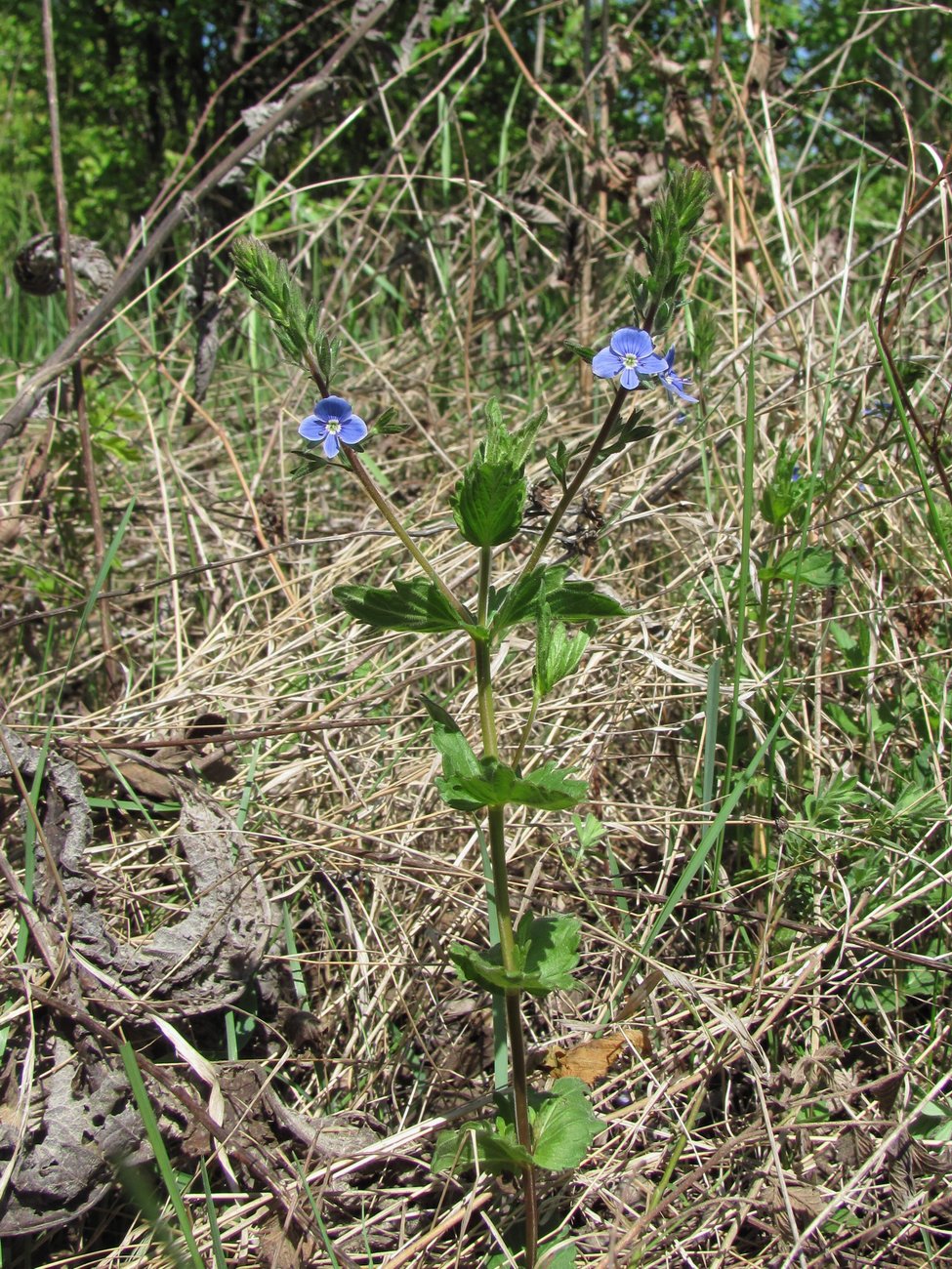 Image of Veronica chamaedrys specimen.