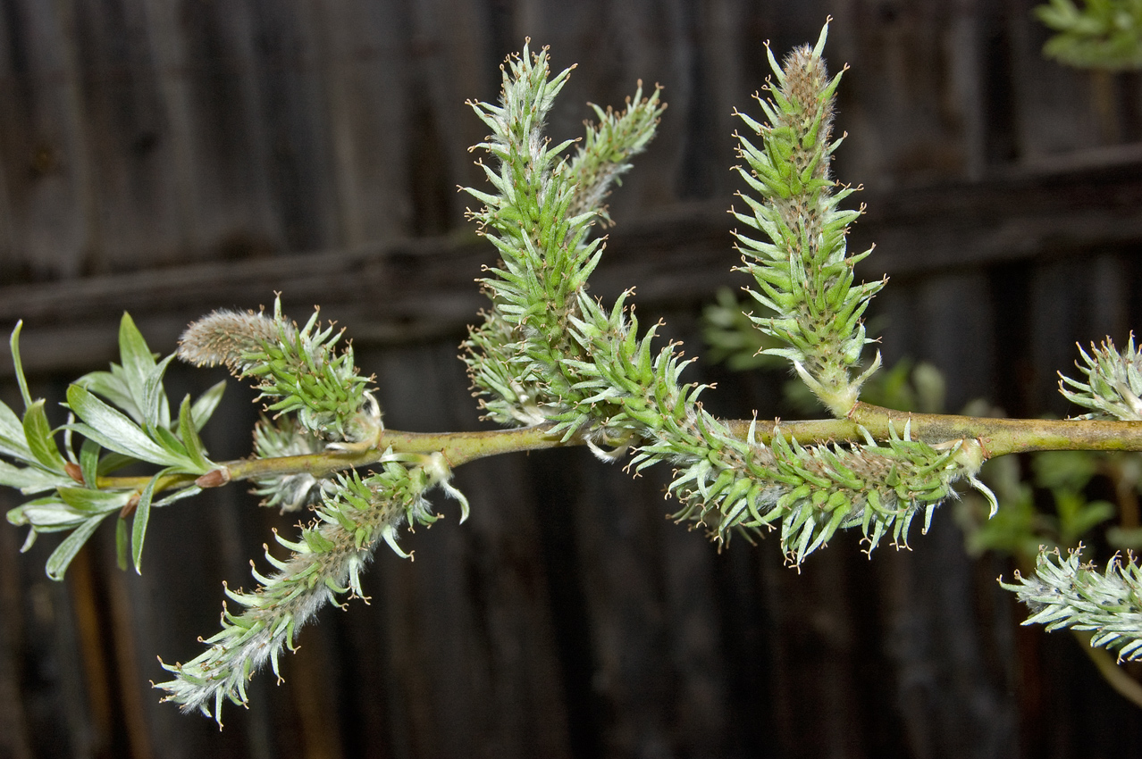 Image of Salix gmelinii specimen.