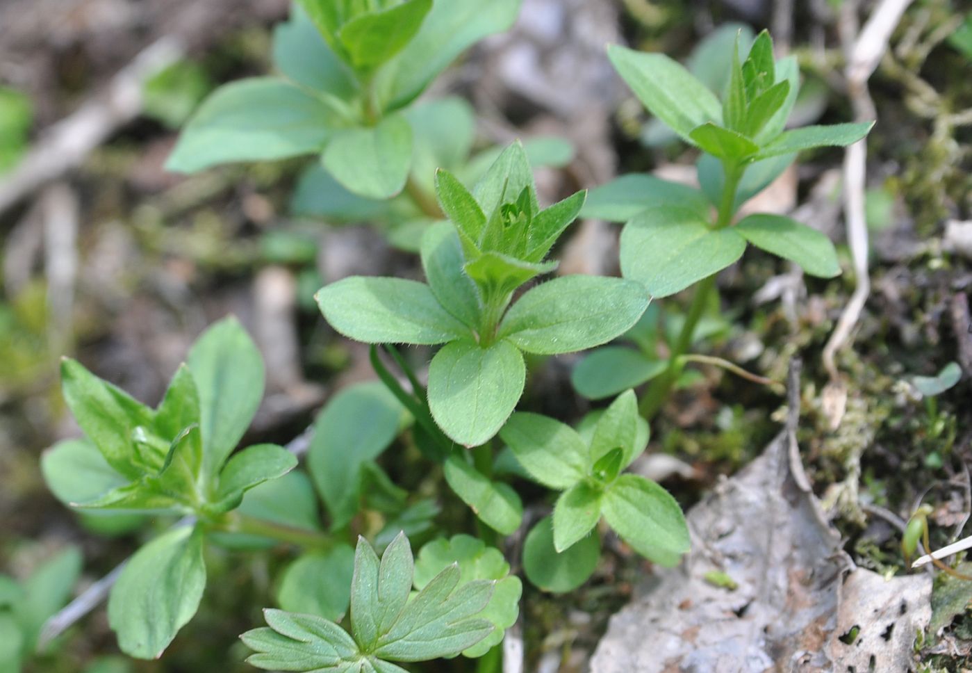 Image of Asperula caucasica specimen.