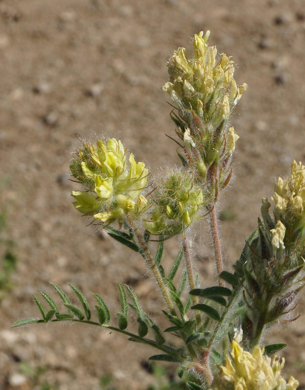 Изображение особи Oxytropis pilosa.