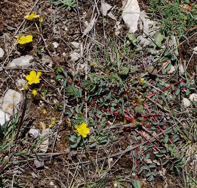 Изображение особи Potentilla crantzii.