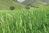 Hordeum bulbosum