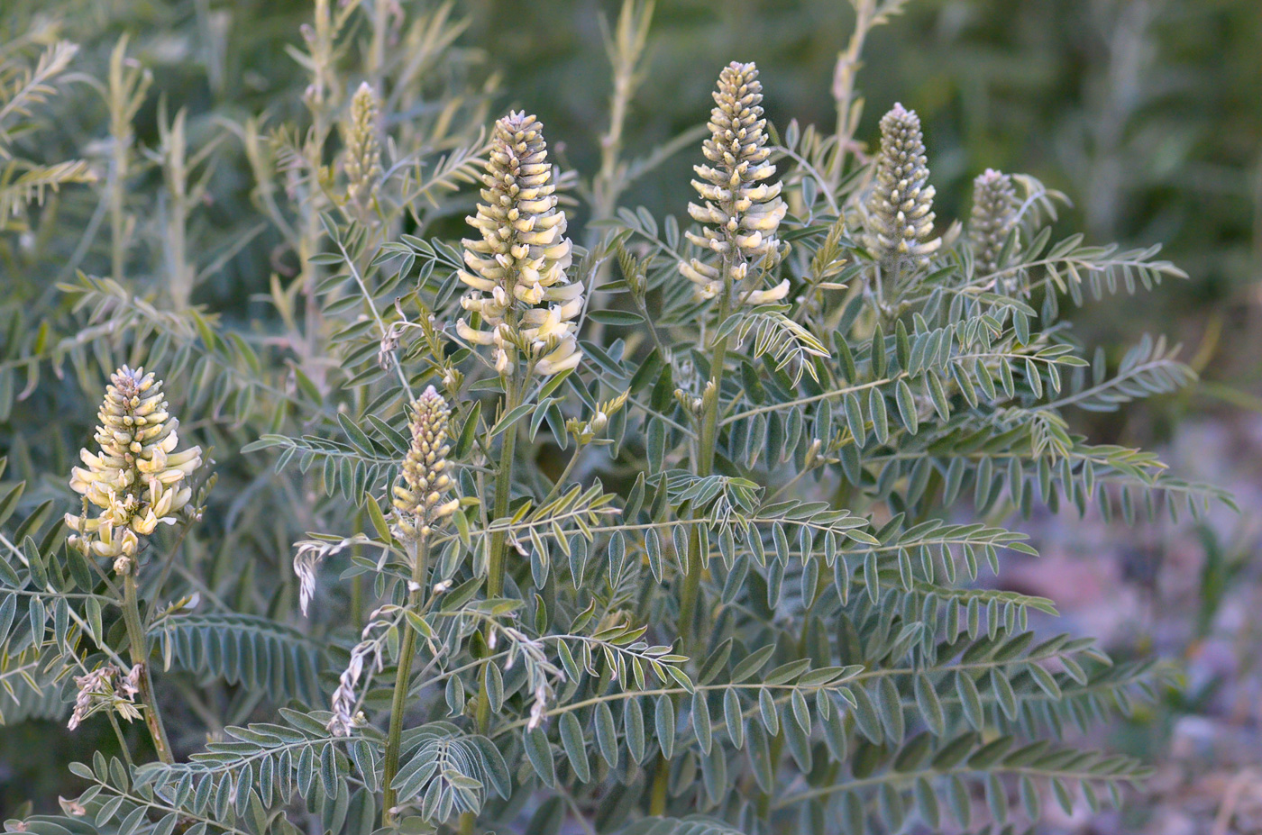 Изображение особи Pseudosophora alopecuroides.