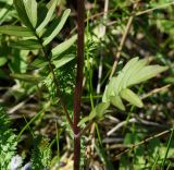 Valeriana dubia