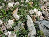 Astragalus sarbasnensis. Цветущие растения. Кыргызстан, Чуйская обл., Панфиловский р-н, вост. часть Таласского Алатау, пер. Алабель, 3175 м н.у.м., альпийская зона. 20 июля 2018 г.