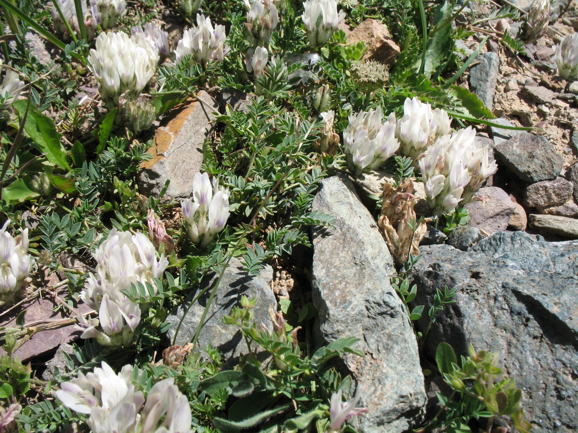 Изображение особи Astragalus sarbasnensis.