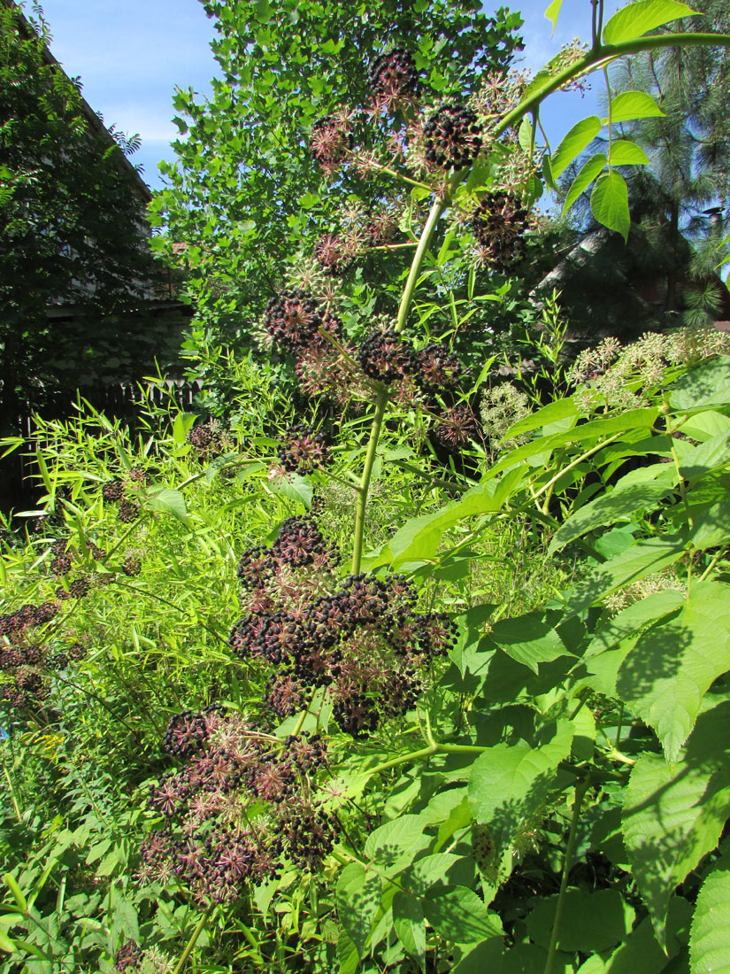 Image of Aralia cordata specimen.