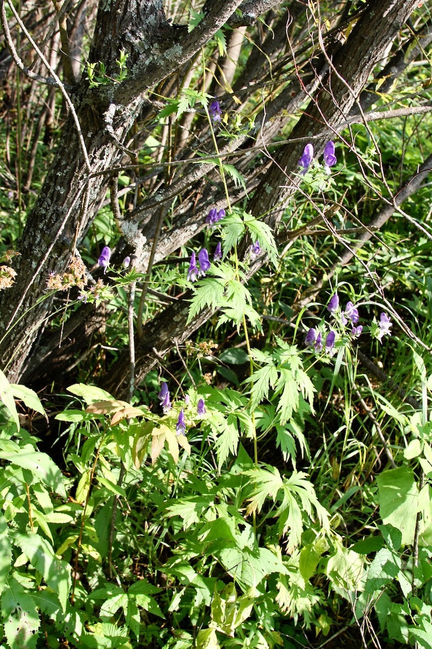 Изображение особи Aconitum raddeanum.