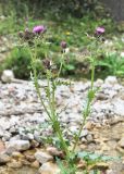 Cirsium uliginosum. Верхушка цветущего растения. Кабардино-Балкария, Эльбрусский р-н, окр. с. Бедык, ок. 1000 м н.у.м., берег ручья. 08.08.2018.