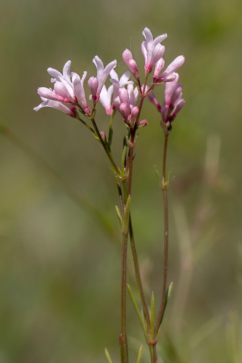 Image of Asperula petraea specimen.