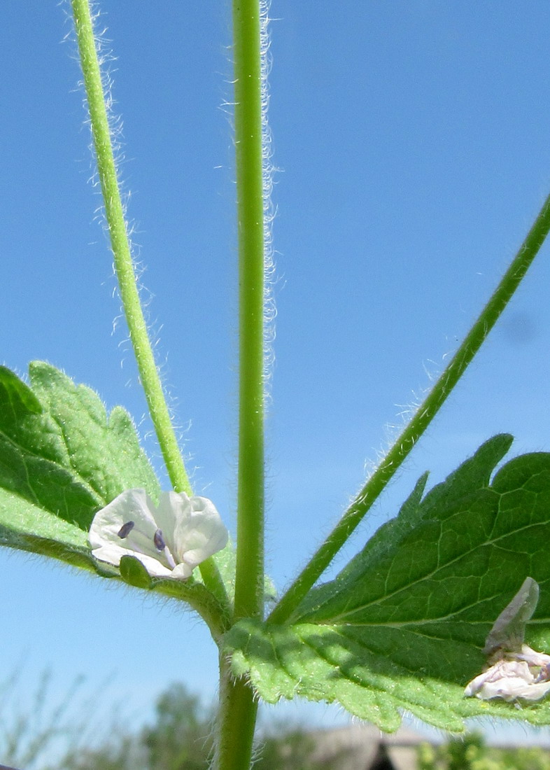 Image of Veronica vindobonensis specimen.