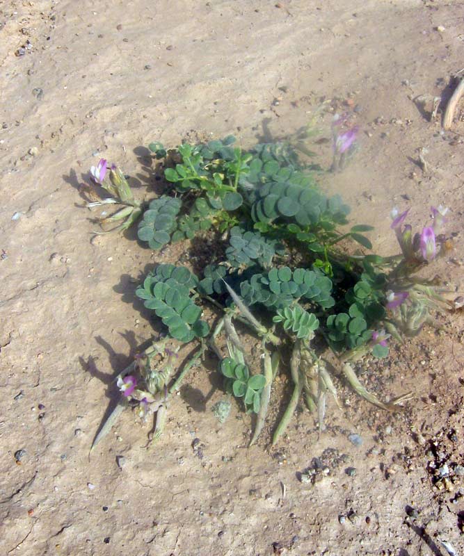 Изображение особи Astragalus amabilis.