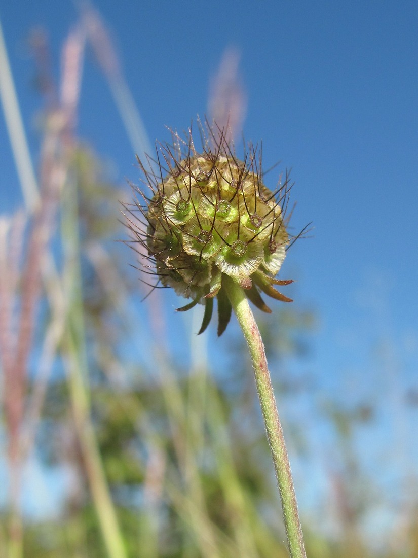 Image of Scabiosa bipinnata specimen.