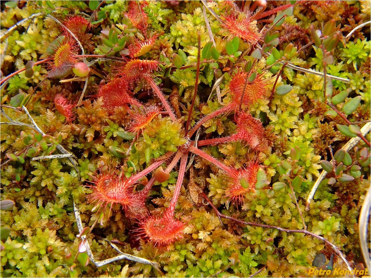 Изображение особи Drosera rotundifolia.