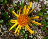 Tephroseris pseudoaurantiaca. Соцветие-корзинка. Чукотка, Билибинский р-н, окр. г. Билибино, сопка \"Орбита\", щебнистый частично задернованный водораздельный участок. 07.07.2018.