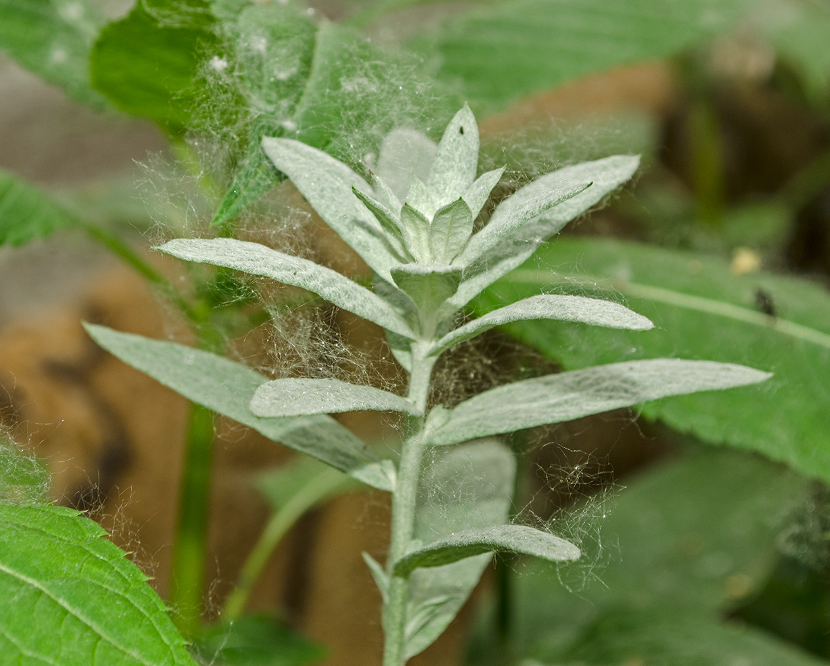 Изображение особи Artemisia ludoviciana.