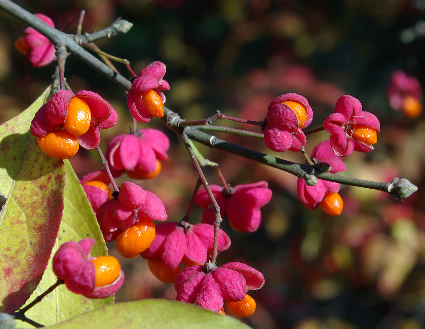 Изображение особи Euonymus europaeus.