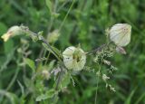 Melandrium latifolium. Побеги с плодами. Грузия, край Самцхе-Джавахети, Ахалцихский муниципалитет, окр. с. Грели, луг. 28.05.2018.