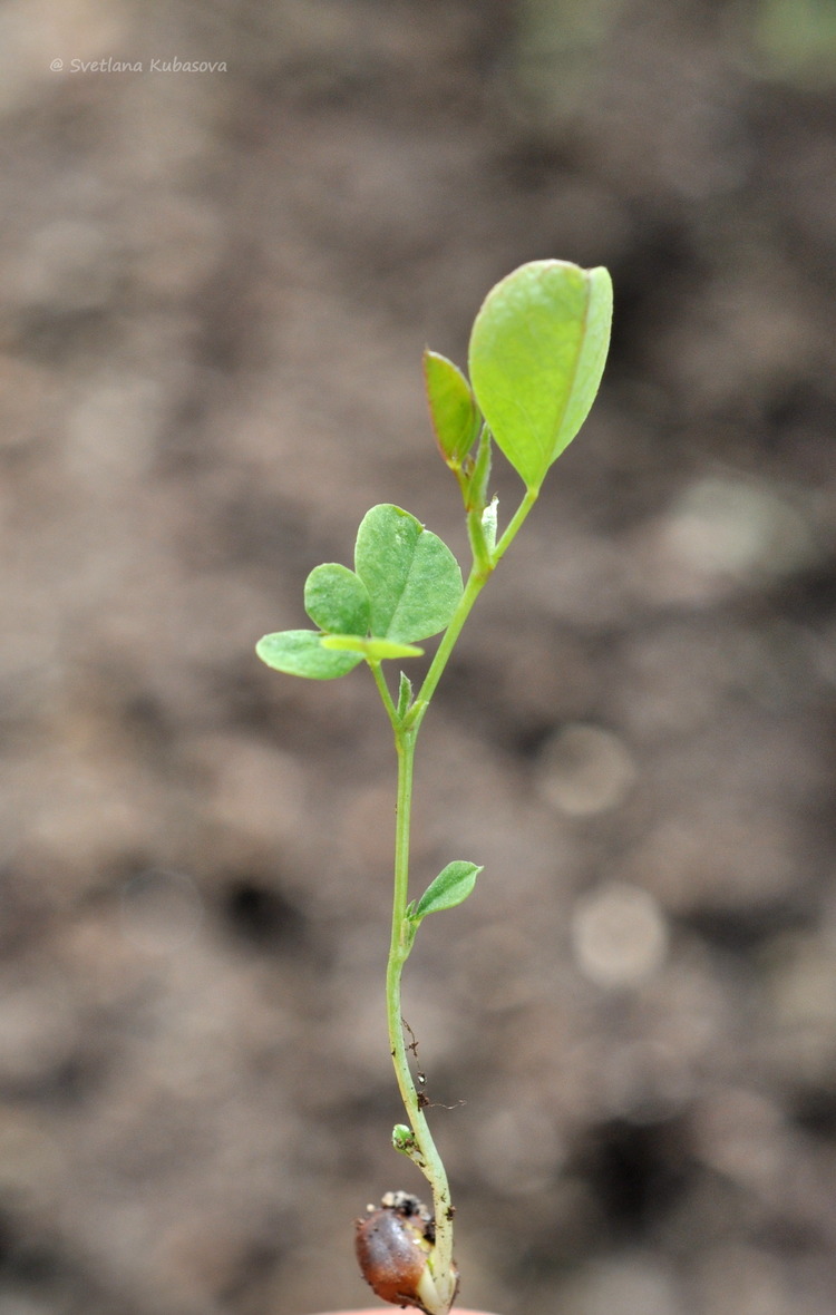 Image of Caragana frutex specimen.
