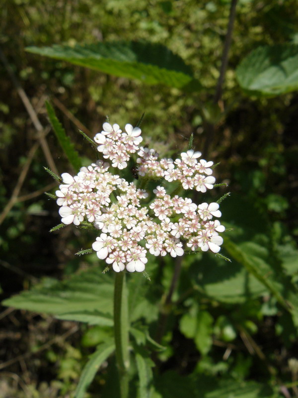 Image of Torilis japonica specimen.