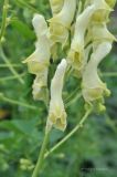 Aconitum lamarckii