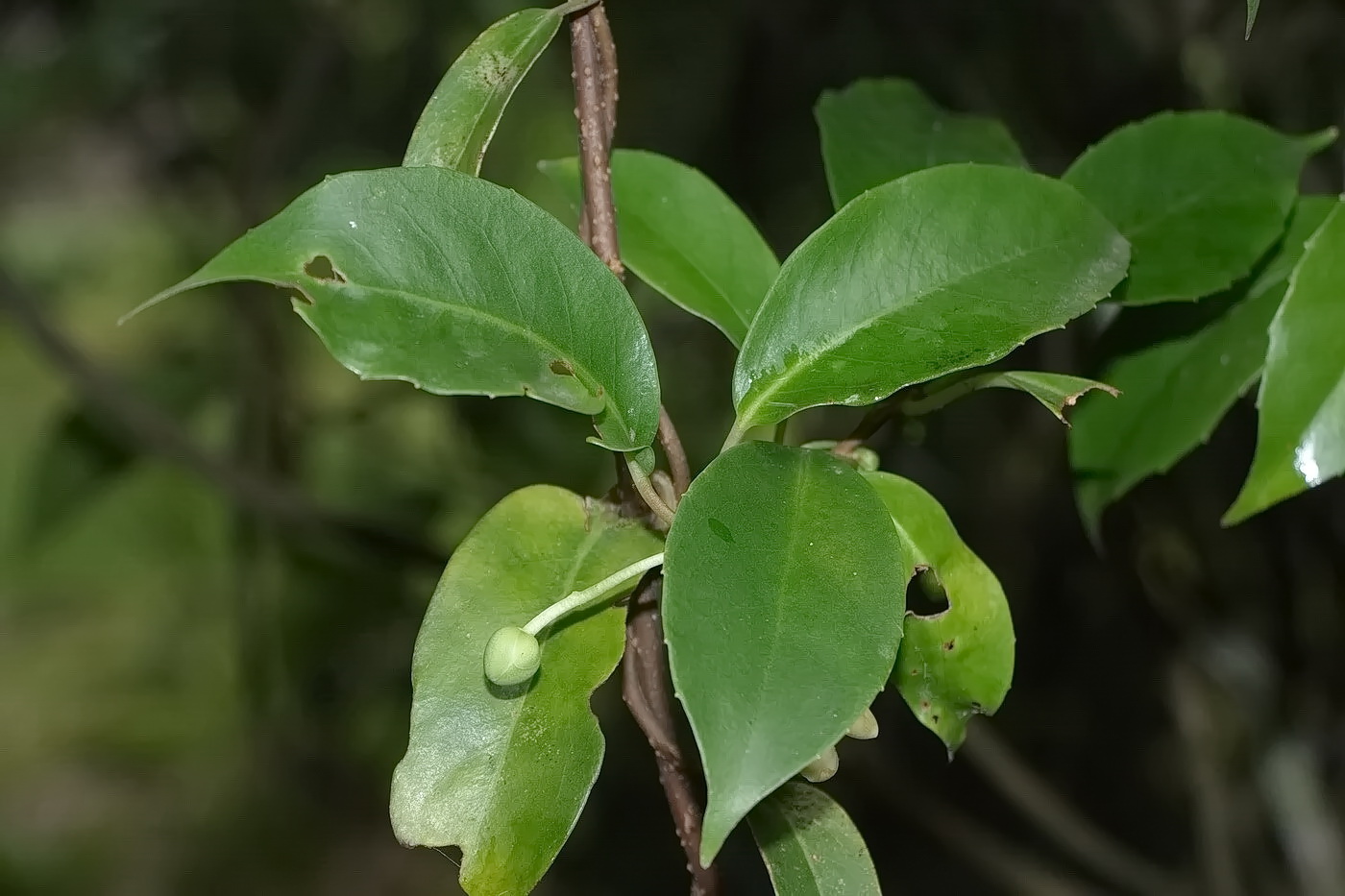 Изображение особи Kadsura japonica.