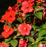 Impatiens walleriana