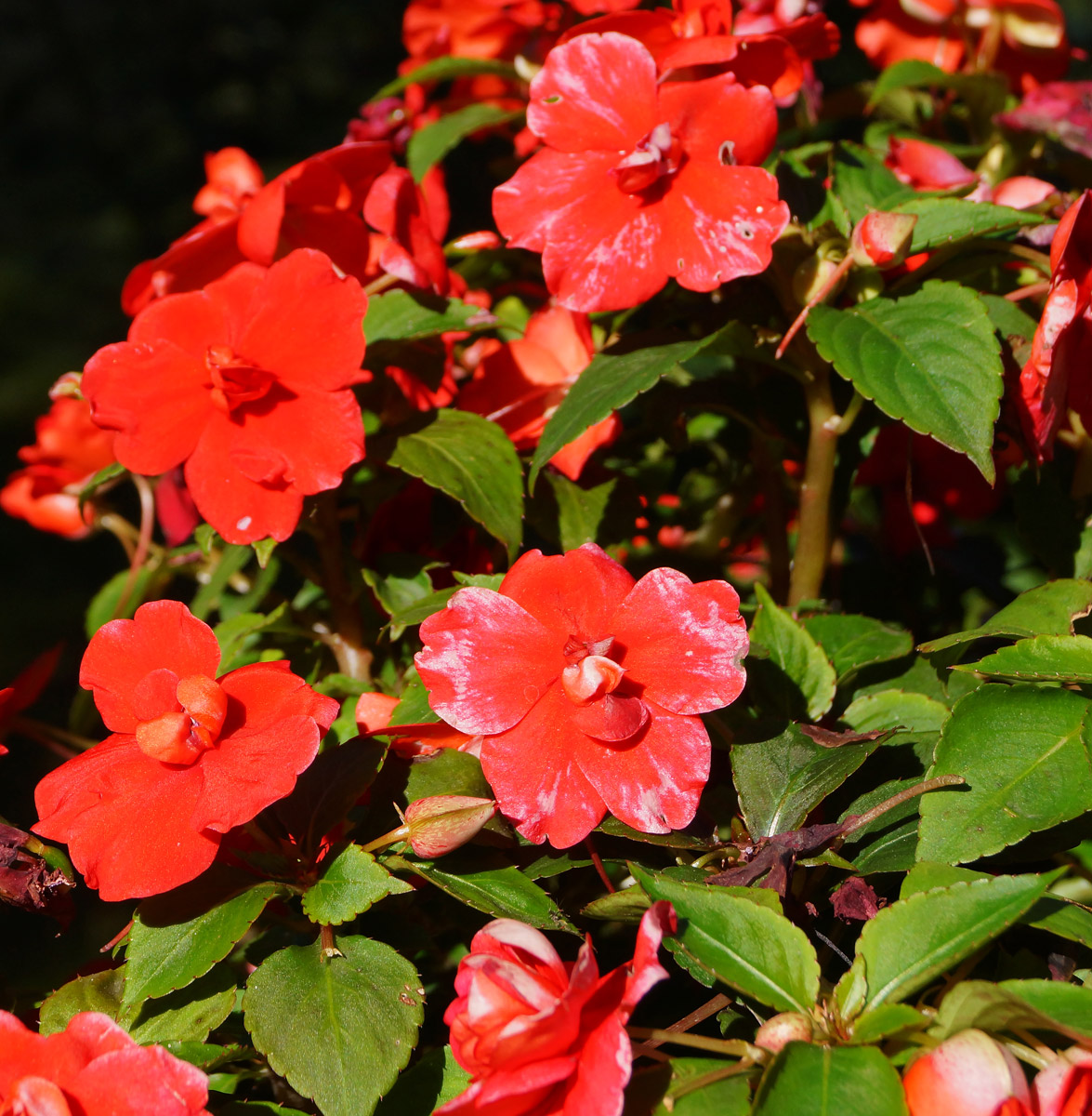 Image of Impatiens walleriana specimen.