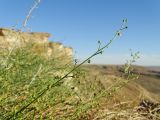 Scrophularia scoparia. Часть зацветающего растения. Казахстан, Атырауская обл., Жылыойский р-н, 57 км ЮЮВ пос. Дияр (Актюбинской обл.); плато Устюрт, чинк Донызтау, склон западной экспозиции, развал глыб известняка под обрывом бронирующей плиты на бровке чинка; заросли мезофитных кустарников и стелющихся полукустарников, переплетённых вьющимися многолетними травами. 08.06.2018.