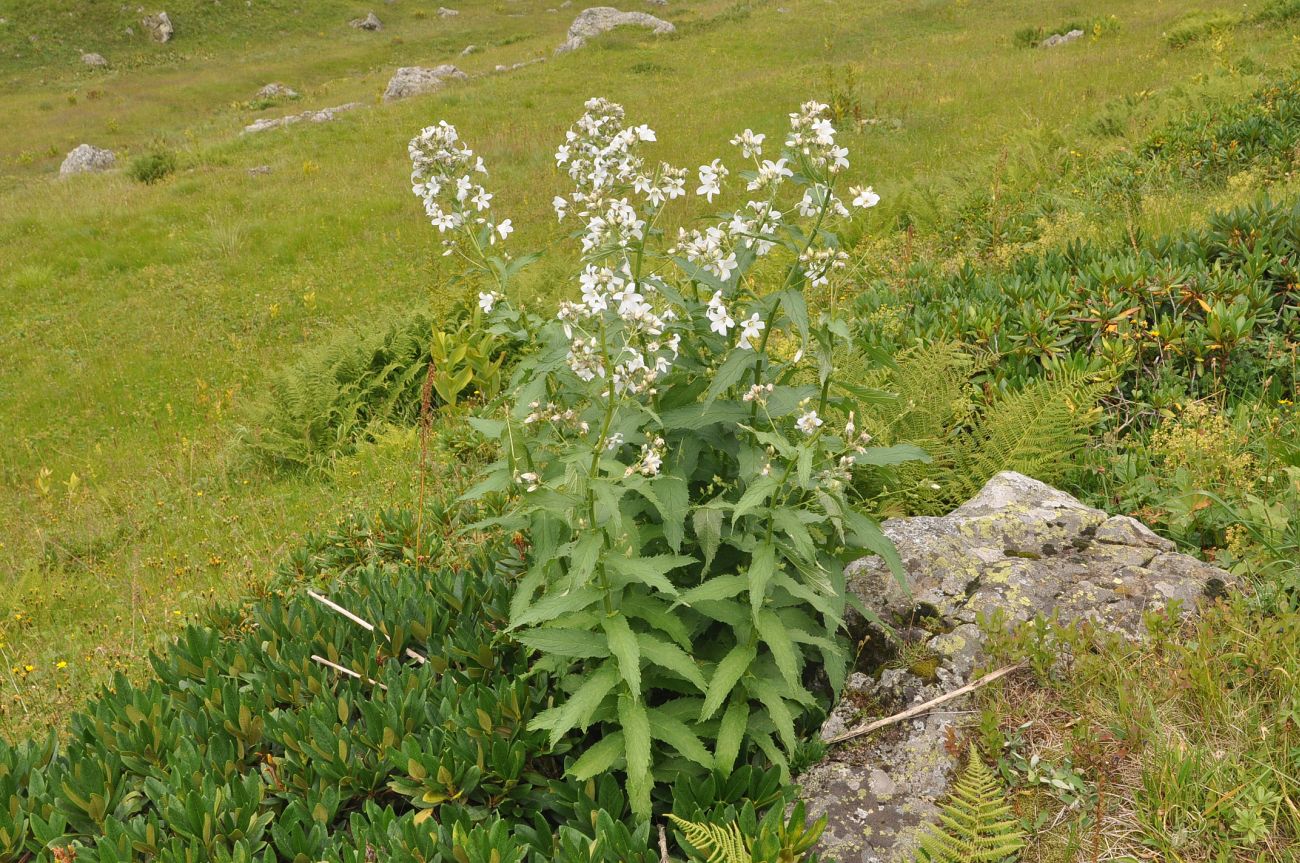 Изображение особи Gadellia lactiflora.