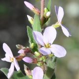 Arabis purpurea