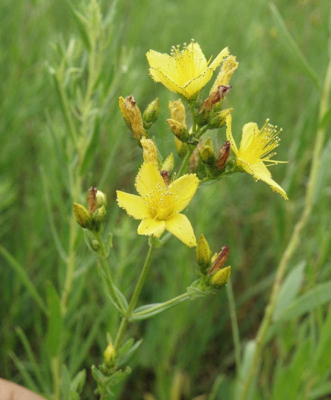 Изображение особи Hypericum elegans.