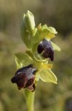 Ophrys fusca. Соцветие. Испания, автономное сообщество Каталония, провинция Жирона, комарка Баш Эмпорда, муниципалитет Тороэлья-де-Монгри, окр. н.п. Улья, гаррига, близ тропы для прогона скота. 28.02.2019.