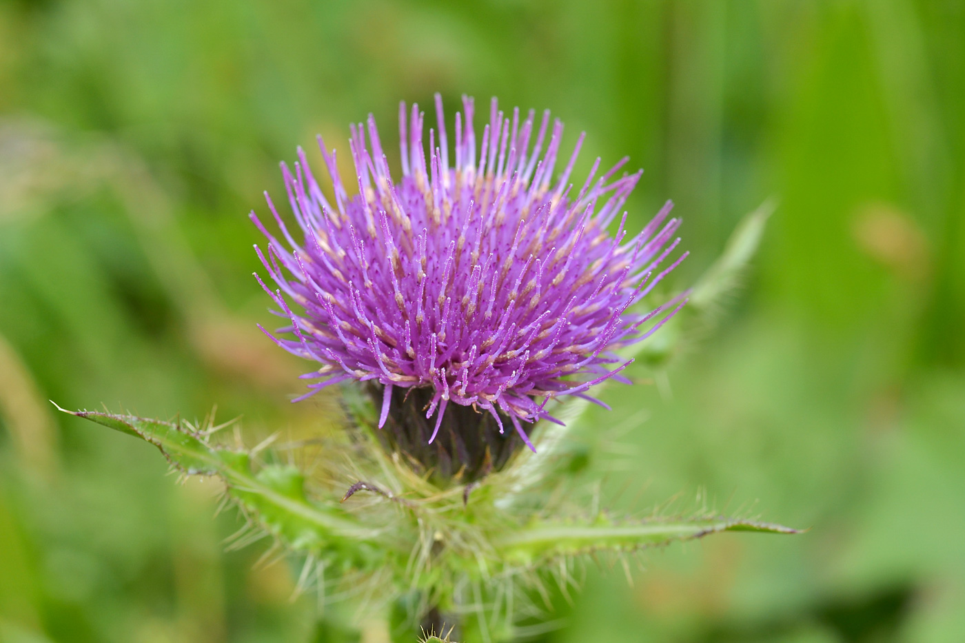 Изображение особи Cirsium simplex.