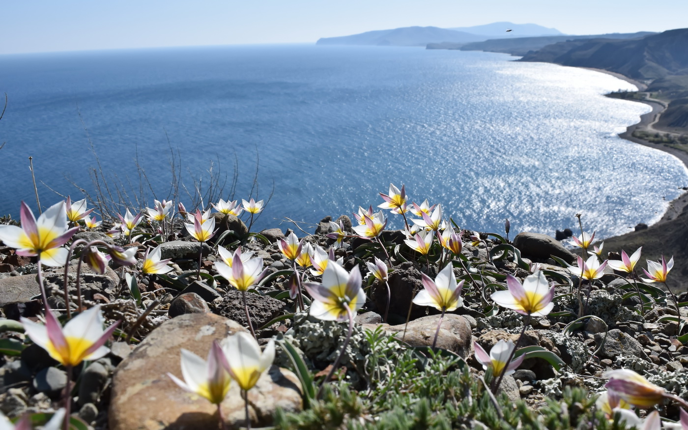 Image of Tulipa biflora specimen.