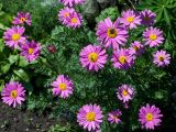 Pyrethrum coccineum