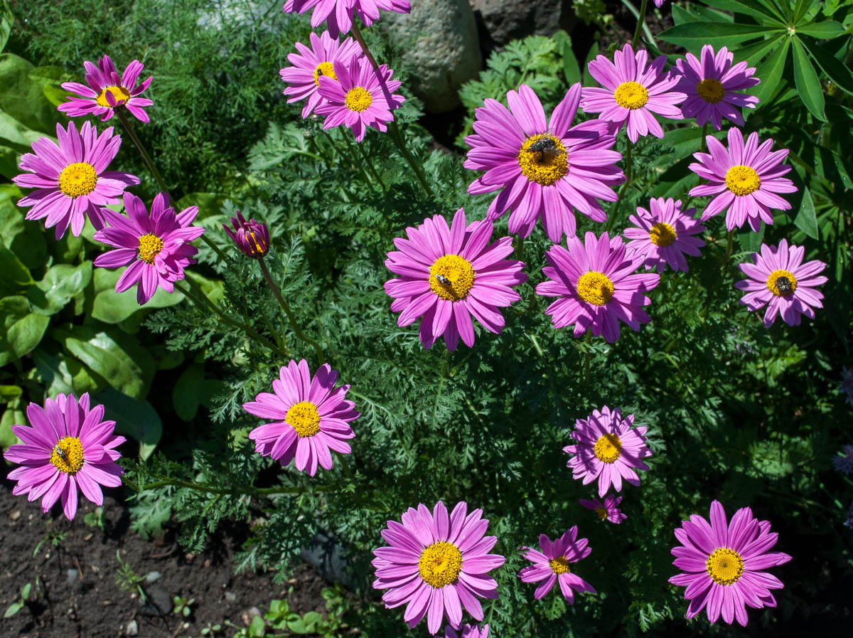 Изображение особи Pyrethrum coccineum.